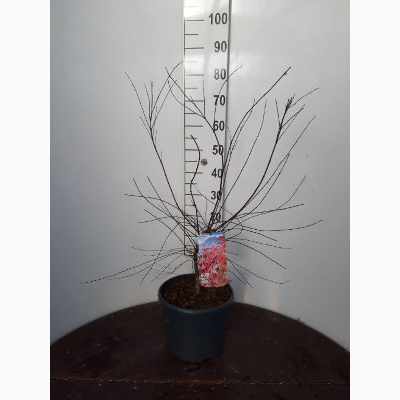 Japansk lönn – Acer pal. 'Deshojo' - C10 60-80 CM